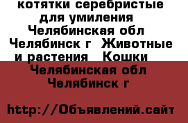 котятки серебристые для умиления - Челябинская обл., Челябинск г. Животные и растения » Кошки   . Челябинская обл.,Челябинск г.